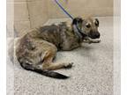 Plott Hound Mix DOG FOR ADOPTION RGADN-1239418 - DOODLES - Plott Hound / Mixed