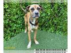 Boxer DOG FOR ADOPTION RGADN-1239422 - NOVA - Boxer (medium coat) Dog For