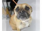 Pug Mix DOG FOR ADOPTION RGADN-1239429 - FAITH - Pug / Mixed (medium coat) Dog
