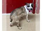 Rat Terrier Mix DOG FOR ADOPTION RGADN-1239431 - TOULA - Rat Terrier / Mixed