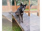 Huskies Mix DOG FOR ADOPTION RGADN-1239432 - COURTESY POSTING: Shoneah (aka: