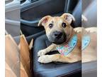 Black Mouth Cur DOG FOR ADOPTION RGADN-1239436 - Miller - Black Mouth Cur Dog