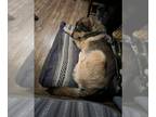 German Shepherd Dog-Huskies Mix DOG FOR ADOPTION RGADN-1239437 - COURTESY