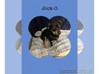 Doxie-Pin DOG FOR ADOPTION RGADN-1239443 - Jock-O - Miniature Pinscher /