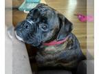 Boxer DOG FOR ADOPTION RGADN-1239444 - Harlee - Boxer (short coat) Dog For