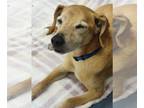 Beagle Mix DOG FOR ADOPTION RGADN-1239447 - Tippy - Beagle / Mixed Dog For