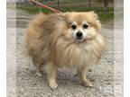 Pomeranian Mix DOG FOR ADOPTION RGADN-1239450 - Poston - Pomeranian / Mixed