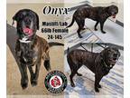 Mastador DOG FOR ADOPTION RGADN-1239454 - Onyx - Mastiff / Labrador Retriever /