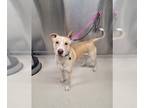 American Pit Bull Terrier-Huskies Mix DOG FOR ADOPTION RGADN-1239459 - MARIO -