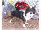 Australian Shepherd DOG FOR ADOPTION RGADN-1239460 - COMPADRE - Australian