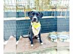 Bullboxer Pit DOG FOR ADOPTION RGADN-1239470 - ALBERT - Boxer / Pit Bull Terrier