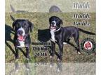 Labrador Retriever Mix DOG FOR ADOPTION RGADN-1239478 - Muddy Buddy - Hound /