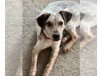 Bluetick Coonhound DOG FOR ADOPTION RGADN-1239480 - POTATO SOUP - Bluetick