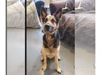 German Shepherd Dog DOG FOR ADOPTION RGADN-1239489 - Milo - German Shepherd Dog