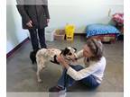 Bluetick Coonhound Mix DOG FOR ADOPTION RGADN-1239491 - Pippa - Bluetick