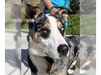 Australian Shepherd DOG FOR ADOPTION RGADN-1239494 - Tigre - Australian Shepherd