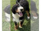 Bernedoodle DOG FOR ADOPTION RGADN-1239495 - Ava - Poodle (Standard) / Bernese