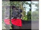 Labrador Retriever DOG FOR ADOPTION RGADN-1239509 - Onix - Labrador Retriever /