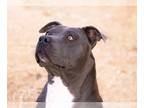 American Pit Bull Terrier DOG FOR ADOPTION RGADN-1239512 - Neena - Pit Bull