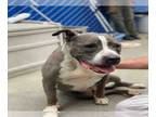 Staffordshire Bull Terrier Mix DOG FOR ADOPTION RGADN-1239532 - DUCKY -