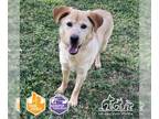 Goberian DOG FOR ADOPTION RGADN-1239535 - MILLIE - Golden Retriever / Siberian