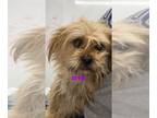 Border Terrier-Havanese Mix DOG FOR ADOPTION RGADN-1239558 - JOPLIN - Border