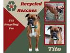 Boxer DOG FOR ADOPTION RGADN-1239559 - Tito (Recycle) - Boxer (short coat) Dog