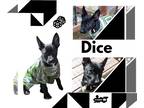 Australian Kelpie Mix DOG FOR ADOPTION RGADN-1239561 - Dice (Puppy) - Australian