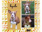 Basenji Mix DOG FOR ADOPTION RGADN-1239566 - Paprika - Basenji / Terrier / Mixed