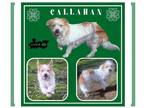 Australian Shepherd Mix DOG FOR ADOPTION RGADN-1239567 - Callahan - Terrier /