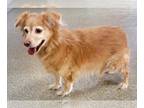 Golden Retriever-Spaniel Mix DOG FOR ADOPTION RGADN-1239572 - Milu - Golden