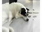 Labrador Retriever Mix DOG FOR ADOPTION RGADN-1239576 - Molly - Labrador