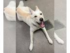 Mix DOG FOR ADOPTION RGADN-1239600 - BLU - Husky (medium coat) Dog For