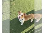 American Pit Bull Terrier DOG FOR ADOPTION RGADN-1239606 - BAMBI - Pit Bull