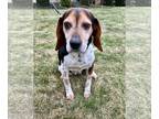Beagle DOG FOR ADOPTION RGADN-1239607 - Penelope - Beagle Dog For Adoption