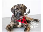 Mastiff Mix DOG FOR ADOPTION RGADN-1239609 - Draft - Mastiff / Terrier / Mixed
