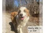 Australian Shepherd-Great Pyrenees Mix DOG FOR ADOPTION RGADN-1239624 - Marty -