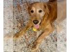 Golden Retriever DOG FOR ADOPTION RGADN-1239629 - Max - Golden Retriever (medium