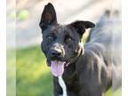 Labrador Retriever Mix DOG FOR ADOPTION RGADN-1239630 - *ROSEMARY - Labrador