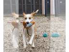Huskies -Labrador Retriever Mix DOG FOR ADOPTION RGADN-1239631 - Nikki -