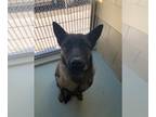 Mix DOG FOR ADOPTION RGADN-1239659 - Dog - Dutch Shepherd (medium coat) Dog