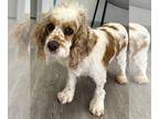 Cocker Spaniel DOG FOR ADOPTION RGADN-1239677 - Joy - Cocker Spaniel Dog For