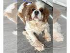Cavalier King Charles Spaniel DOG FOR ADOPTION RGADN-1239679 - Reba - Cavalier