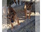 German Shepherd Dog Mix DOG FOR ADOPTION RGADN-1239682 - Gretel - German