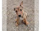 German Shepherd Dog Mix DOG FOR ADOPTION RGADN-1239683 - Hansel - German