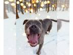 American Pit Bull Terrier DOG FOR ADOPTION RGADN-1239686 - ARMANI - Pit Bull