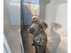Staffordshire Bull Terrier Mix DOG FOR ADOPTION RGADN-1239703 - ONYX -