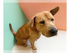 American Pit Bull Terrier-Chow Chow Mix DOG FOR ADOPTION RGADN-1239704 - RONE -