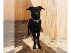 Shepradors DOG FOR ADOPTION RGADN-1239720 - Sofia - Labrador Retriever / German