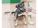 Black and Tan Coonhound Mix DOG FOR ADOPTION RGADN-1239735 - JARETH - Black and